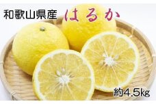 ［さわやか柑橘］和歌山県産はるかみかん約4.5kg（サイズ混合　秀品）★2026年2月下旬頃より順次発送［TM162］