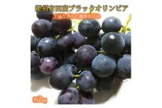 紀州有田産 ブラックオリンピア (ハチミツぶどう) 約2kg 【UT107】