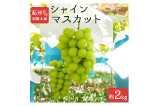 シャインマスカット 約2kg　紀州和歌山産【2025年8月下旬以降発送予定】【UT78】