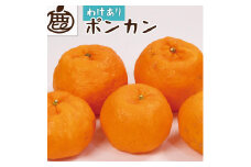 ［先行予約］家庭用 ポンカン2.5kg+250g（傷み補償分）［IKE23］