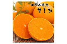 和歌山有田の濃厚せとか 約4～5kg ［先行予約］ | くだもの フルーツ 果実 果物 有田 みかん 和歌山　［MS80］