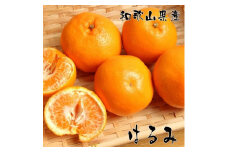 濃厚 はるみ みかん Ｌサイズ 約5kg 2025年1月下旬～2月中旬頃に順次発送予定| 先行予約 みかん 柑橘 蜜柑 くだもの 果物 果実 フルーツ 和歌山 有田 【MS82】