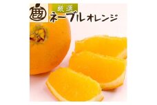 ［先行予約］厳選 ネーブルオレンジ5kg+250g（傷み補償分）［光センサー選別］［柑橘・ジュース］［IKE39］