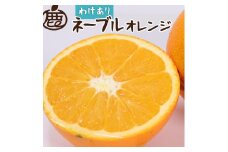 ［先行予約］家庭用 ネーブルオレンジ5kg+250g（傷み補償分）［光センサー選別］［柑橘・ジュース］［訳あり］［IKE42］