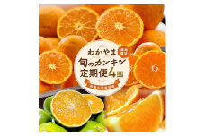 ［家庭用 訳あり］わかやま旬のカンキツ定期便[S] 全４回 3・5・9・11月発送［MS119］