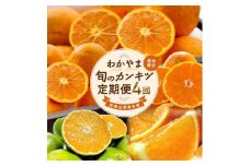 ［家庭用 訳あり］わかやま旬のカンキツ定期便[M] 全４回 3・5・9・11月発送［MS96］