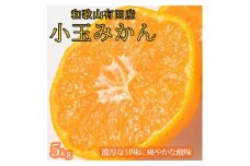 有田の小粒みかん 約5kg (S～3Sサイズ混合)【2025年11月下旬以降発送】【先行予約】【UT134】