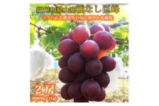 紀州和歌山産 の種なし巨峰ぶどう2房（約800g〜1kg）【UT121】
