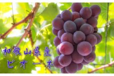 和歌山のピオーネ 約1.2kg(2～3房) ※2025年8月下旬～9月下旬頃発送予定| 先行予約 ぶどう 葡萄 果物 フルーツ 甘い【MS101】