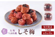 訳あり 梅干し 大粒 大玉 つぶれ梅 しそ梅 約1kg (500g×2)  × 6回 塩分10% [ 定期便 毎月発送・全6回 ]