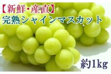 ★2026年度発送分★[新鮮・産直]和歌山県産完熟シャインマスカット約1kg ★2026年9月上旬頃より順次発送［TM182］