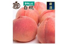 ＜7月発送＞和歌山の厳選白桃 約1.5kg［白鳳・清水白桃・川中島・もも・はくとう］［化粧箱入り］［IKE16］