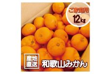 【訳あり】和歌山みかん約11kg+補償分約1kg サイズ混合 11月より順次発送 訳ありみかん 【red2】