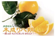 八朔 はっさく 訳あり 約6kg｜和歌山県和歌山市産 ご家庭用 柑橘フルーツ【2026年先行予約】甘酸っぱくて爽やか！見た目は訳ありでも味は絶品！3月下旬～４月下旬頃出荷予定（サイズ不選別）［Mg20］