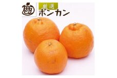 ［先行予約］厳選 ポンカン10kg+250g（傷み補償分）［IKE257］