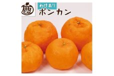 ［先行予約］家庭用 ポンカン10kg+250g（傷み補償分）［IKE258］