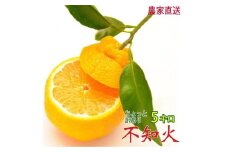 不知火 約5kg 24～28玉 《ご家庭用》 ちょっと訳あり 和歌山県産 農園直送 まごころ産直みかん 【北海道・沖縄県・一部離島 配送不可】訳アリ わけあり みかん しらぬい デコポンと同じ品種 でこぽん ［Mg57］