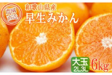 早生みかん 約6kg 大玉 2L・3Lサイズおまかせ 《ご家庭用》 ちょっと訳あり 和歌山県産 農園直送 まごころ産直みかん 【北海道・沖縄県・一部離島 配送不可】大きい 蜜柑 温州みかん わけあり 訳アリ ［Mg60］