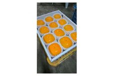 国城観光農園のたねなし柿12個入り(3Lサイズ)【1110574】