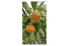 たねなし柿(訳あり品)12～15個入り【1393923】