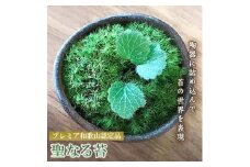 聖なる苔【1141381】
