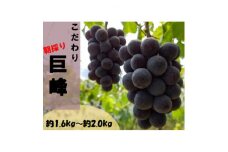 ＜先行受付:2025年8月～順次発送＞ぶどうの王様巨峰(たねなし)　約1.6kg～約2.0kg【1489595】