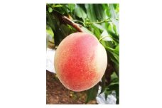 和歌山の桃「白鳳」　2kg　6個～7個【1389681】