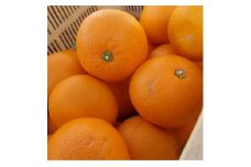 ＜2026年1月以降順次発送＞和歌山産　紅八朔(ご家庭用サイズ混合約10kg箱)【1496233】