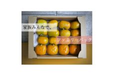 キタヤマ果樹園のたねなし柿　ファミリーパック(家庭用)15～20個入り(L～3L)【1342155】