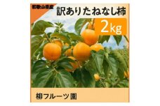 柳フルーツ園の訳ありたねなし柿 約2kg＜2025年秋冬配送＞【1430462】