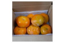 柳フルーツ園の訳あり富有柿 約2kg【1456542】