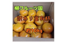 柳フルーツ園の訳あり富有柿 約10kg＜2025冬発送＞【1457253】
