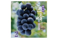＜2026年夏発送＞  和歌山県橋本市産(種無し)巨峰 ぶどう詰め合わせ　約2kg【1135025】
