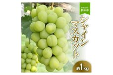 橋本市産こだわりシャインマスカット(約1kg)　2025年8月下旬以降順次発送予定　【1503837】