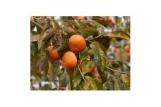 ＜高野山麓園直送＞秋の味覚「富有柿」 9玉入り【1021238】