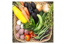 農薬、化学肥料、家畜肥料不使用　根っこ農園　野菜たんのうセット【1020242】