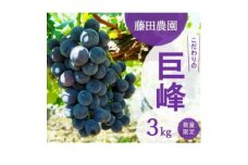 ＜先行予約ぶどう　2025年夏発送＞　巨峰　藤田農園　こだわりの巨峰約3kg【1491524】
