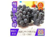 お試しサイズ約1kg　梅田農園の種無し巨峰　朝採りした物をその日の内に発送　8月より順次発送予定【1642883】
