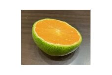 和歌山県産温州みかん　YN26【1642339】