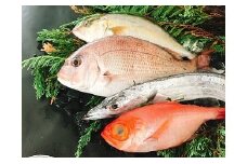 太刀魚と旬の魚セット(約4種類 / 約0.7~1kg程度)(A66-1)