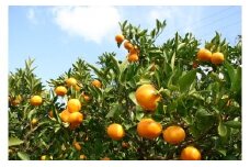 有田みかんの木オーナー権（極早生）(A73-1)