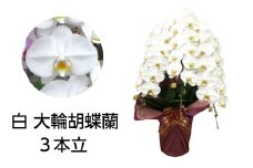 99 胡蝶蘭　3本立(A99-1)