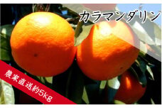 カラマンダリン（約5kg）（A142-1）