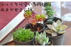 おまかせ多肉植物詰め合わせ（20種）（A160-1）