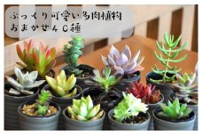 おまかせ多肉植物詰め合わせ（40種）(A161-1)