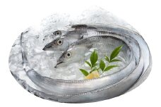 297 紀州 太刀魚２本（１本：500～600ｇ）(A297-1)