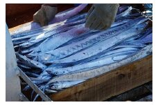 紀州 太刀魚 ドラゴンサイズ（１ｋｇ以上）(A296-1)