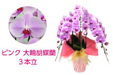ピンクの大輪胡蝶蘭３本立（約39輪）(A506-1)