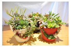 多肉植物寄せ植え栽培セット(A633-1)
