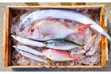 漁師の鮮魚箱（約2kg）(A669-2)